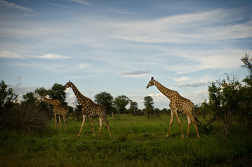 3 Giraffes at Twilight