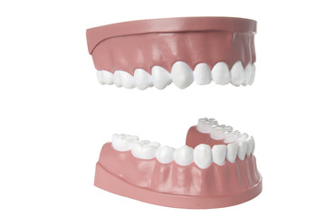 Dentist's sample teeth, isolated on white with clipping path