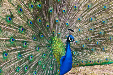 Obraz premium Beautiful spread of a peacock