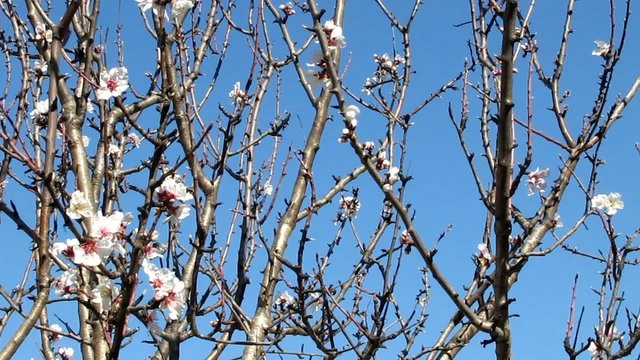 Amandier en fleurs