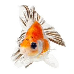 fancy goldfish isolated on white background