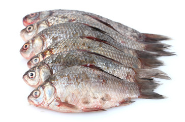 Fresh fishes isolated on white
