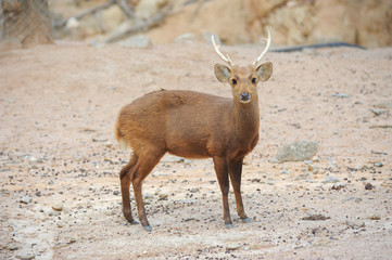 deer with horn standing