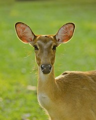 female deer on grass background
