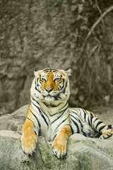 indian tiger on rock