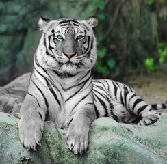 Fototapeta na wymiar Biały tygrys na skale w zoo