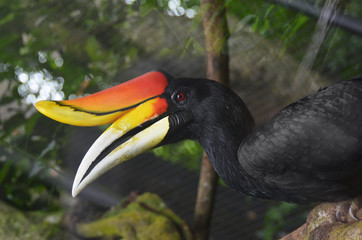 hornbill bird in the zoo close up © bluehand