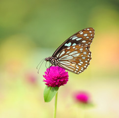 Fototapeta na wymiar Zebra Butterfly