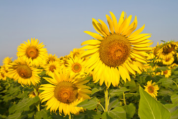 Fototapeta premium Sunflower field