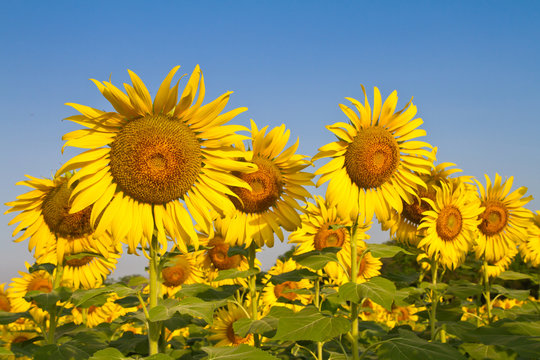 Sunflower field against blue sky