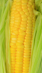 Fresh corn