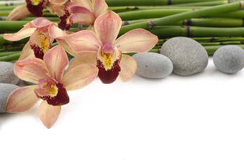 pink orchid with stones and thin bamboo grove