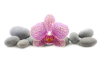 Beautiful pink orchid and pebble