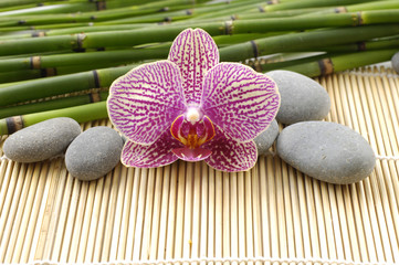 pink orchid with stones and bamboo grove on mat