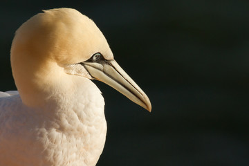 A gannet
