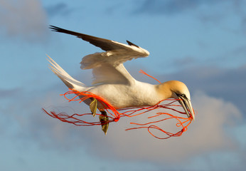 A gannet flying