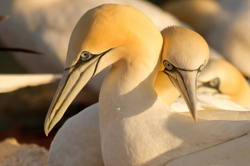 Couple of gannets