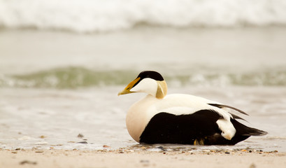 A common eider