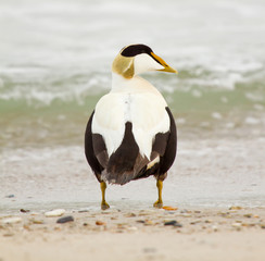 A common eider