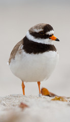 A ringed plover