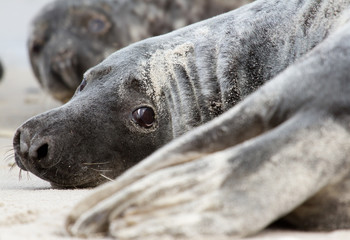 Obraz premium A grey seal