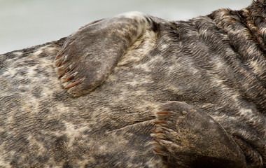 A grey seal