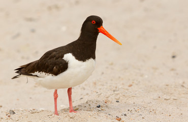 An oystercatcher