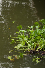 Obraz na płótnie Canvas Water hyacinth