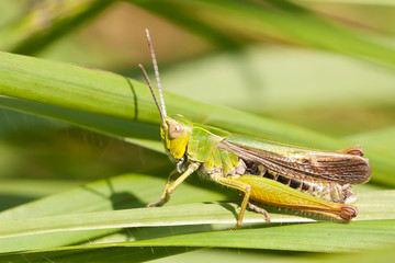 A grasshopper on the grass
