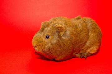 A guinea pig