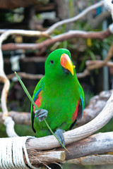 a green parrot looking at the camera