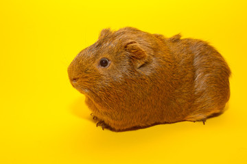 A guinea pig