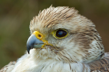 A close-up of a falcon