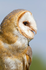 A sitting owl