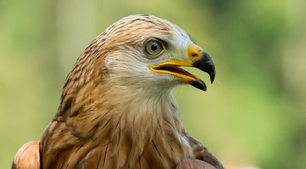 A long-legged buzzard
