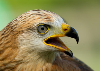 Obraz premium A long-legged buzzard