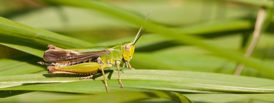 A grasshopper on the grass