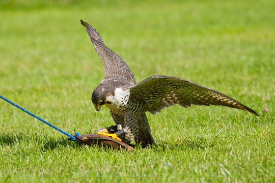 A falcon in captivity