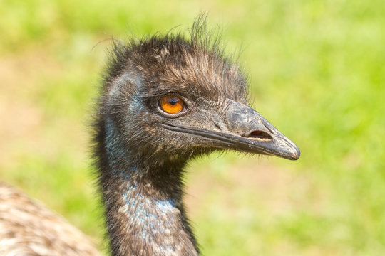 A close-up of an emu
