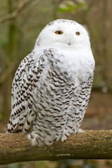 A snow owl