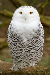A snow owl