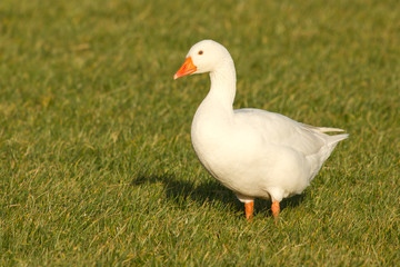 A goose