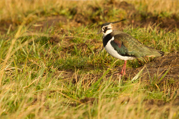 A lapwing in a field