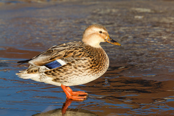 A wild duck