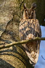 A sleeping long-eared owl