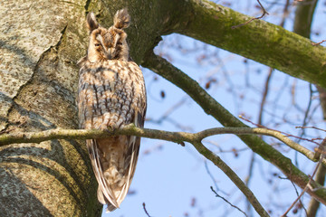 A sleeping long-eared owl