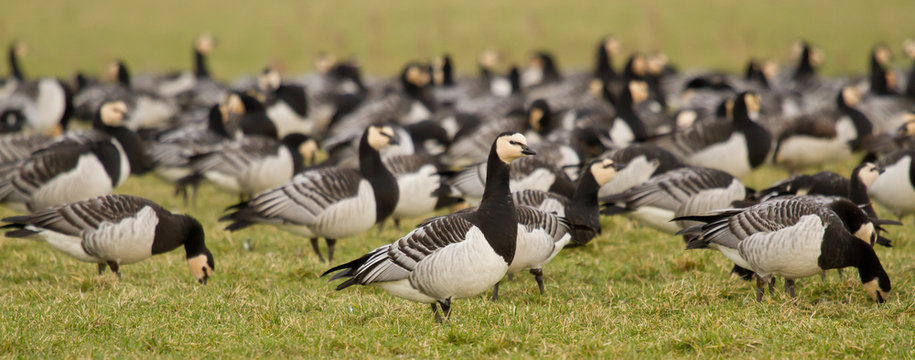 A group of barnacle geese