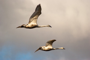 swan