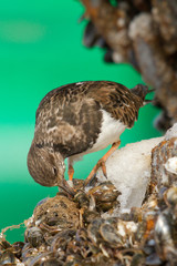 Ruddy Turnstone