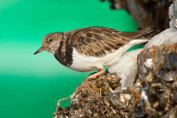 Ruddy Turnstone
